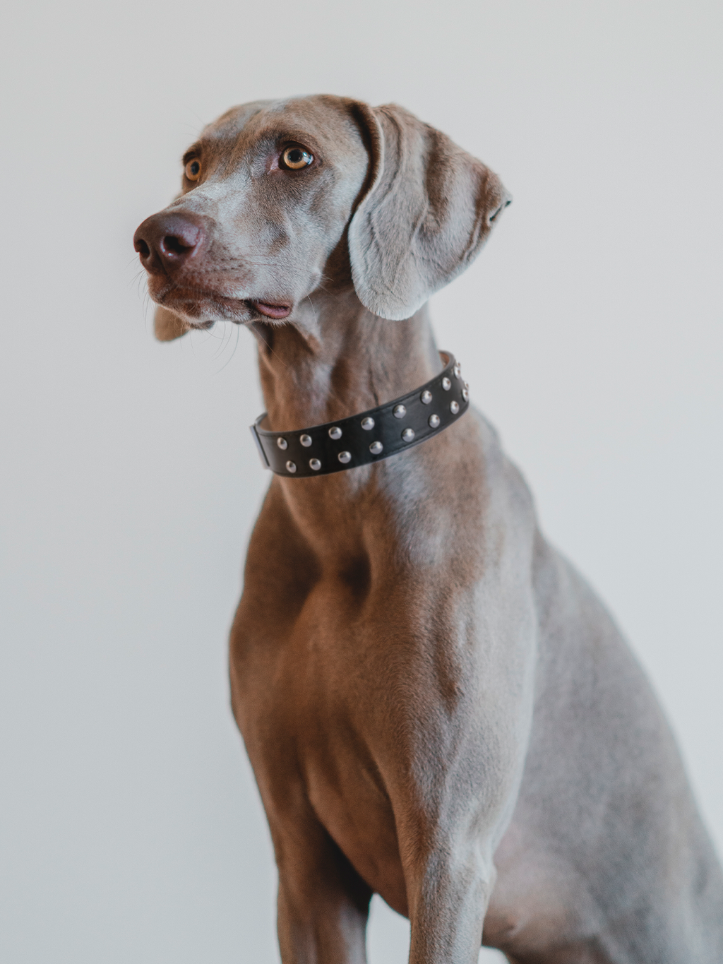 COLLAR NEGRO CON TACHAS